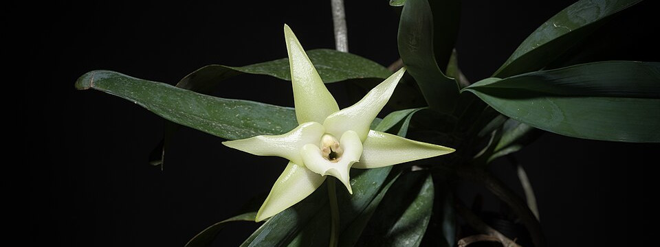 https://commons.wikimedia.org/wiki/File:Angraecum_sesquipedale_Thouars,_Hist._Orchid.-_66_(1822)_(25468705638).jpg