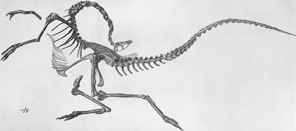 https://commons.wikimedia.org/wiki/File:Struthiomimus_skeleton_jconway.jpg