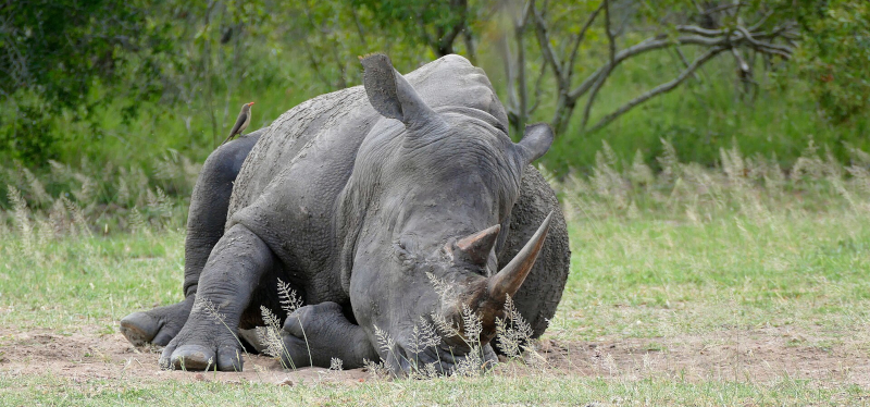 https://commons.wikimedia.org/wiki/File:White_Rhino_(Ceratotherium_simum)_(16836876663).jpg