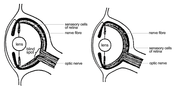 https://commons.wikimedia.org/wiki/File:Evolution_eye.png