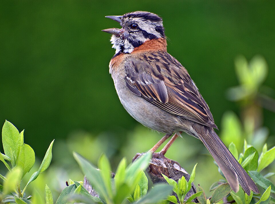 https://commons.wikimedia.org/wiki/File:TICO-TICO_(Zonotrichia_capensis_)_(2195772708).jpg